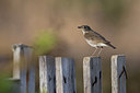 BUITEN BEELD Foto: 266771