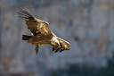 BUITEN BEELD Foto: 266785