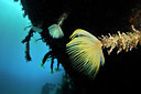 BUITEN BEELD Foto: 266946