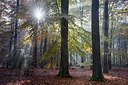 BUITEN BEELD Foto: 266966