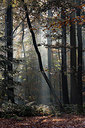 BUITEN BEELD Foto: 266976
