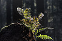 BUITEN BEELD Foto: 266981