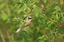 BUITEN BEELD Foto: 267100