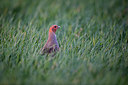 BUITEN BEELD Foto: 267114