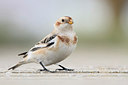 BUITEN BEELD Foto: 267116