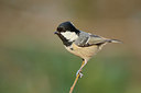 BUITEN BEELD Foto: 267136