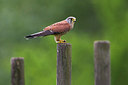 BUITEN BEELD Foto: 267176