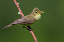 BUITEN BEELD Foto: 267186