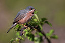 BUITEN BEELD Foto: 267192