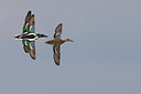BUITEN BEELD Foto: 267215