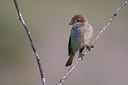 BUITEN BEELD Foto: 267462