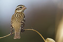 BUITEN BEELD Foto: 267470