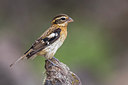BUITEN BEELD Foto: 267486