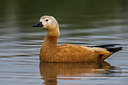 BUITEN BEELD Foto: 267519