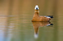 BUITEN BEELD Foto: 267521