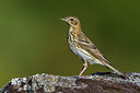 BUITEN BEELD Foto: 267553