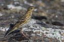 BUITEN BEELD Foto: 267554