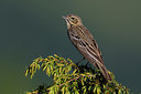 BUITEN BEELD Foto: 267556