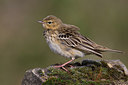 BUITEN BEELD Foto: 267557