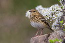 BUITEN BEELD Foto: 267559