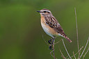 BUITEN BEELD Foto: 267583