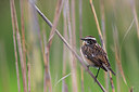 BUITEN BEELD Foto: 267584