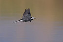 BUITEN BEELD Foto: 267599