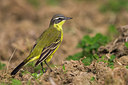 BUITEN BEELD Foto: 267610