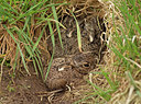 BUITEN BEELD Foto: 267628