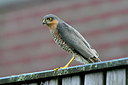 BUITEN BEELD Foto: 267647