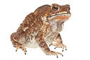 BUITEN BEELD Foto: 267662