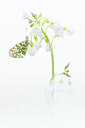 BUITEN BEELD Foto: 267815