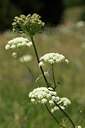 BUITEN BEELD Foto: 267850