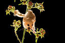 BUITEN BEELD Foto: 267902