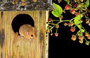 BUITEN BEELD Foto: 267905