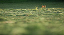 BUITEN BEELD Foto: 267931