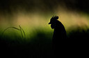BUITEN BEELD Foto: 267974