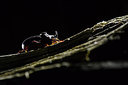BUITEN BEELD Foto: 267985