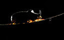 BUITEN BEELD Foto: 267990
