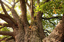 BUITEN BEELD Foto: 268036
