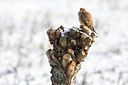 BUITEN BEELD Foto: 268142