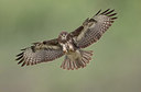 BUITEN BEELD Foto: 268219