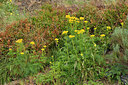 BUITEN BEELD Foto: 268317