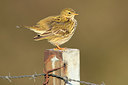 BUITEN BEELD Foto: 268351