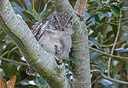 BUITEN BEELD Foto: 268502