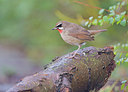 BUITEN BEELD Foto: 268576