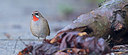 BUITEN BEELD Foto: 268577