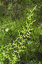 BUITEN BEELD Foto: 268582