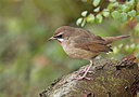BUITEN BEELD Foto: 268686
