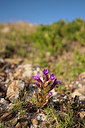 BUITEN BEELD Foto: 268860